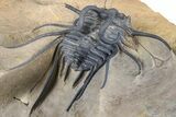 Huge, Spiny Dicranurus Trilobite With Reedops - Lghaft, Morocco #381467-6
